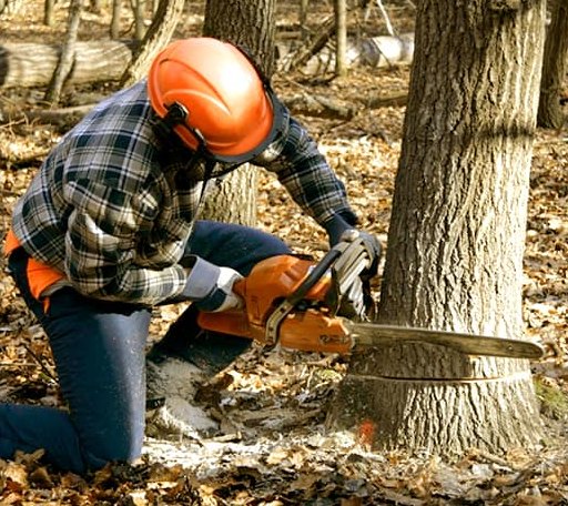 Tree Removal in Stamford, VT